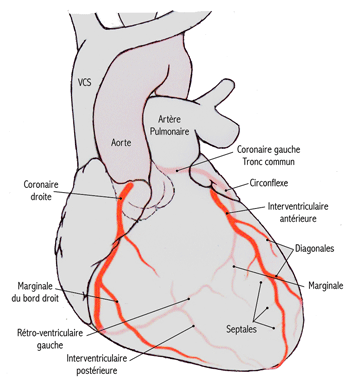 coeur coronaires
